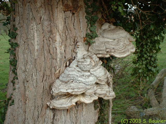 Champignons