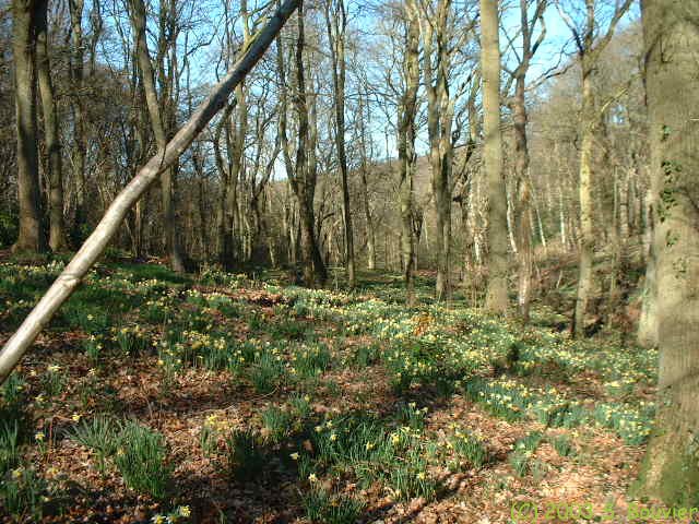 Bois de Vasterival (Jonquilles)
