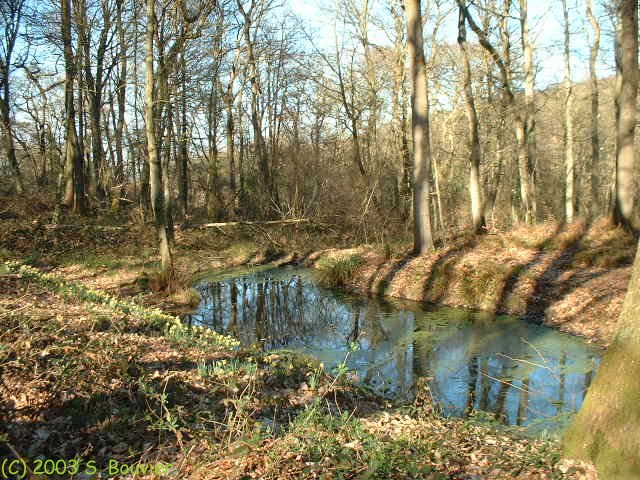 Bois de Vasterival (Mare)