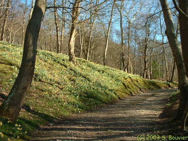 Bois de Vasterival
