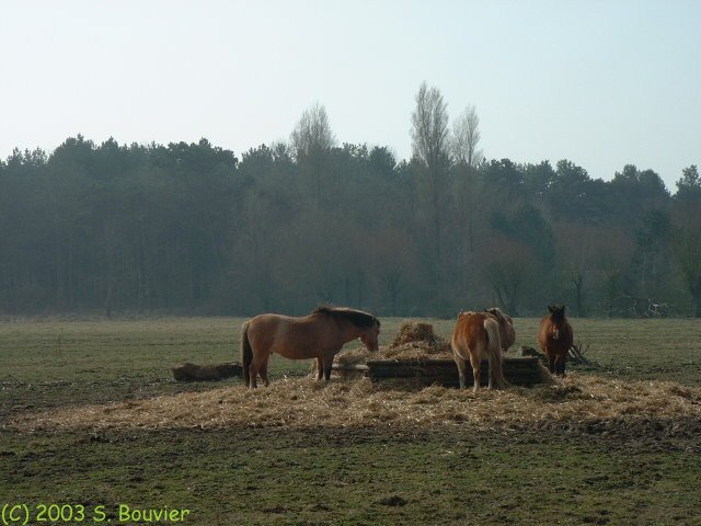Marquenterre (Chevaux Henson)