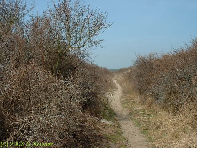 Baie de Somme (Sentier dans les épineux)