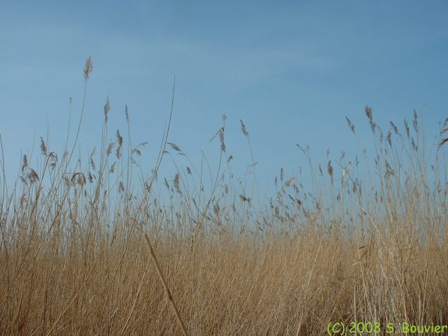 Baie de Somme (Anse Bidard 5)