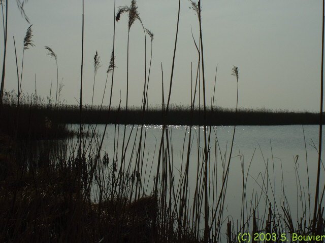 Baie de Somme (Anse Bidard 6)