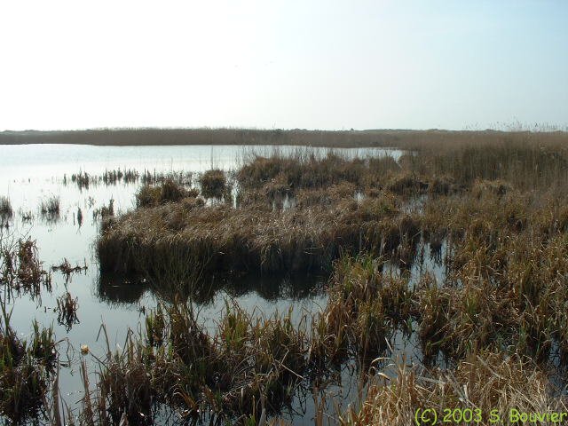 Baie de Somme (Anse Bidard 7)