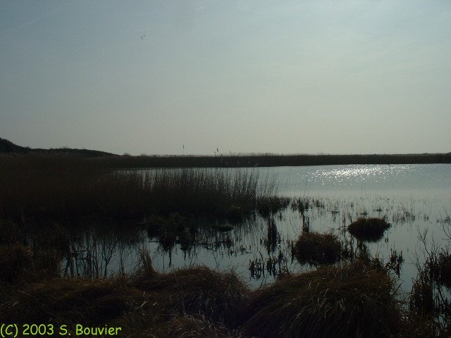 Baie de Somme (Anse Bidard 8)