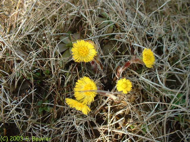 Baie de Somme (Nouvelle Pointe, fleurs jaunes)