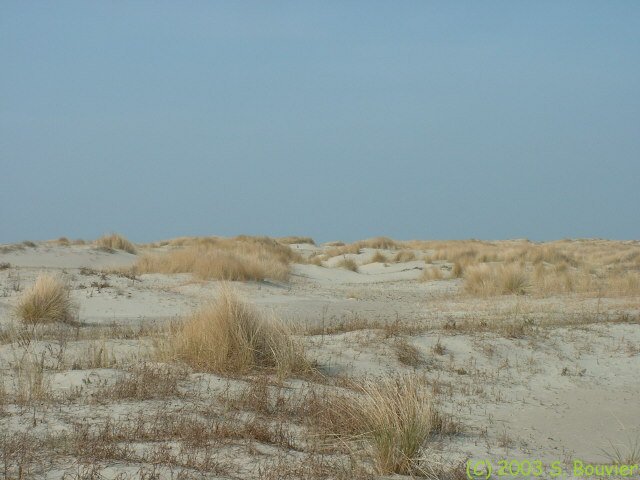 Paysage dunaire (1)
