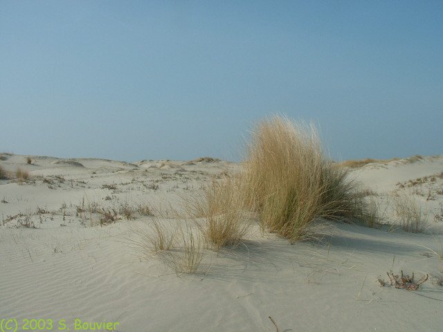 Végétation dunaire (1)