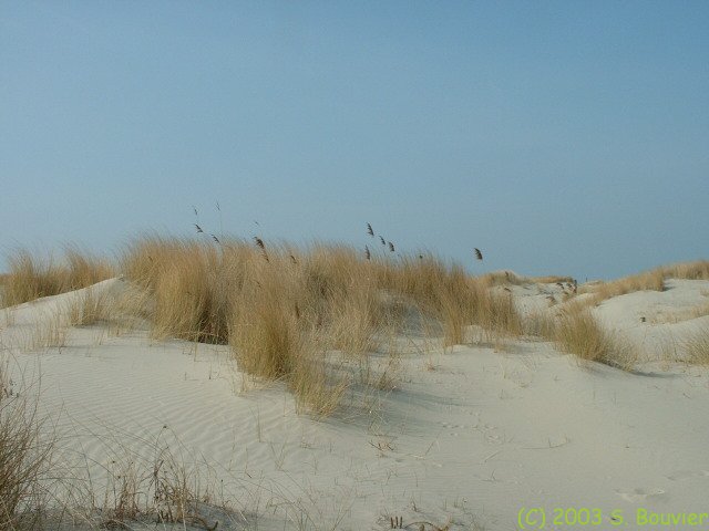 Végétation dunaire (2)