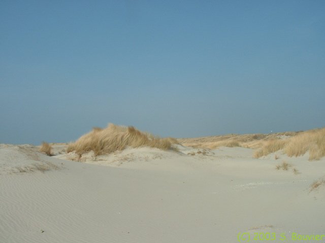 Paysage dunaire (2)