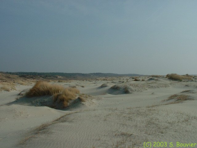 Paysage dunaire (3)
