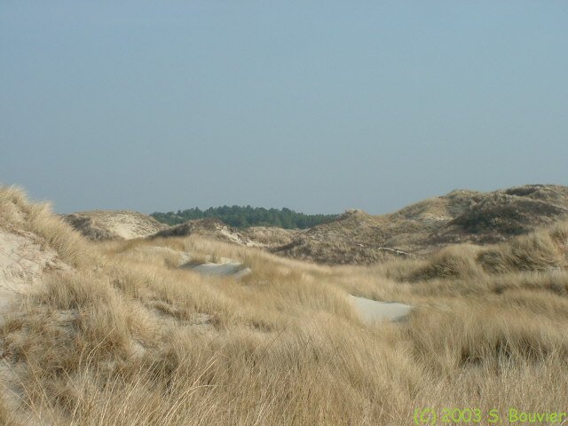 Végétation dunaire (3)
