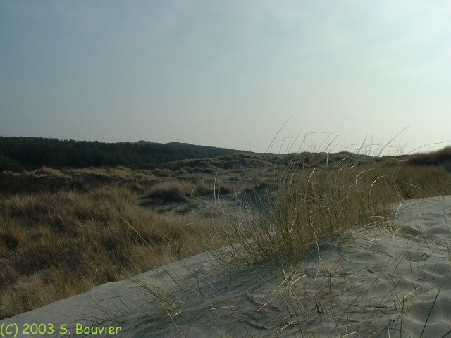 Végétation dunaire (4)