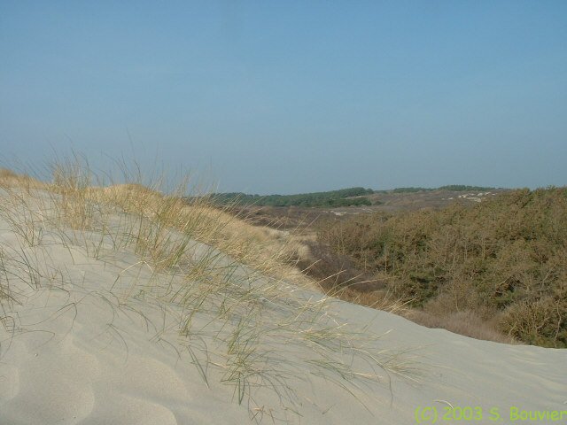Végétation dunaire (5)