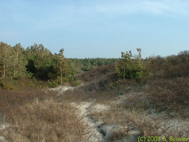 Végétation dunaire (6)