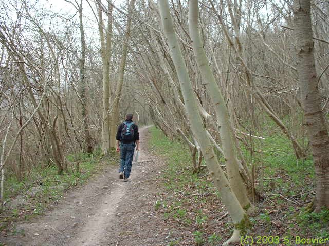 Forêt d'Arques (1)