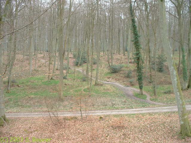 Forêt d'Arques (2)