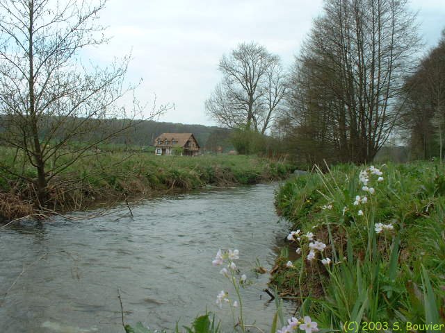 Saâne (Fleurs)