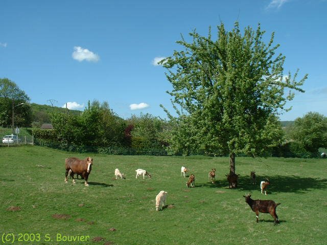 St Germain (Cheval)