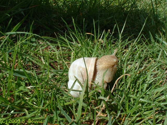 Escargot