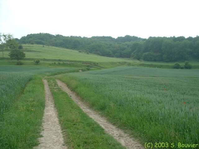 Bois Dimont