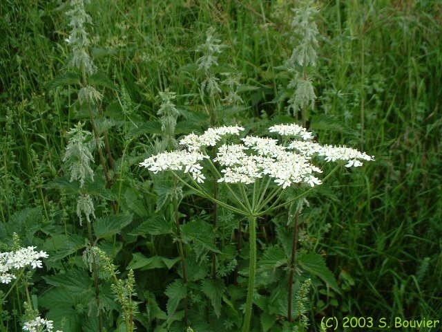 Fleur