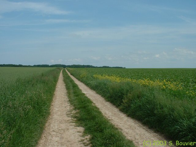Chemin de plaine