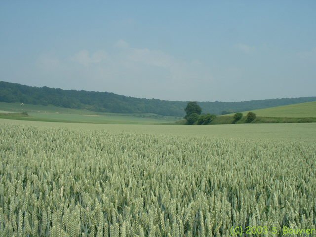 Vallée de la Béthune (2)
