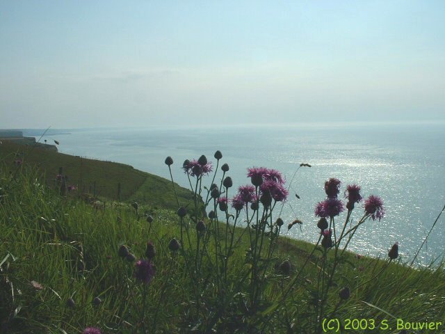 Criel sur Mer (Fleurs)