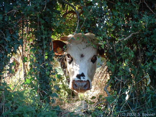 Vache