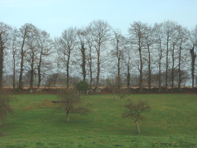 Bosc le Comte (Prairie)