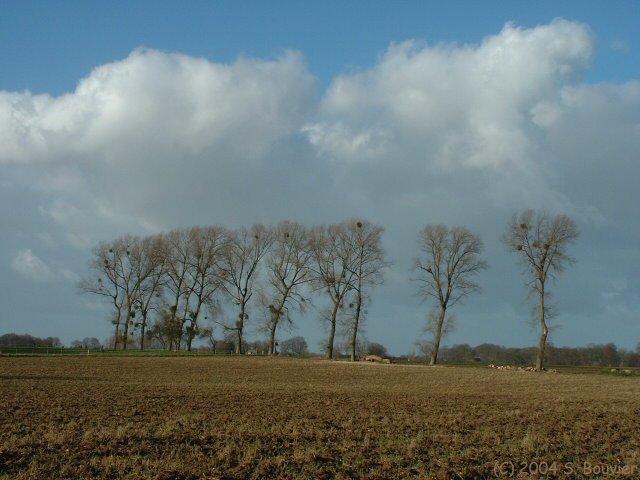 Rangée d'Arbres