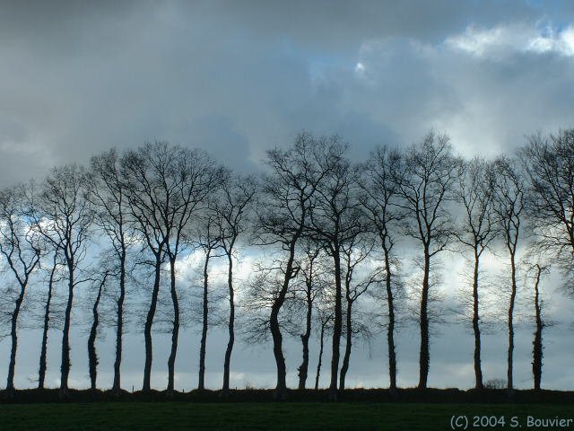 Héberville (Hêtres)