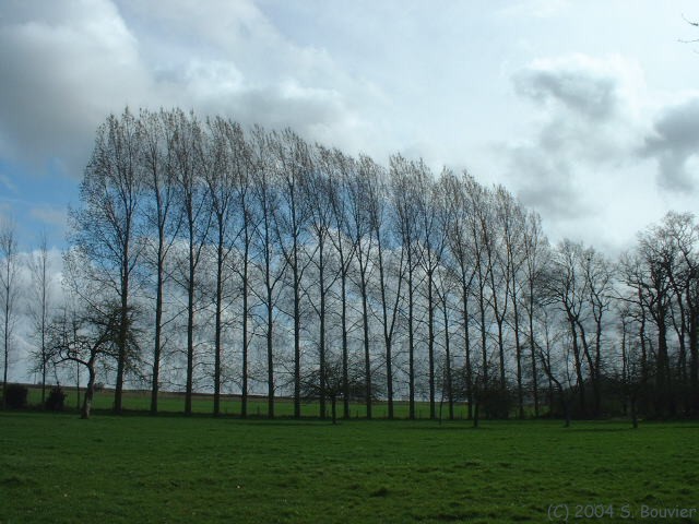 Peupliers