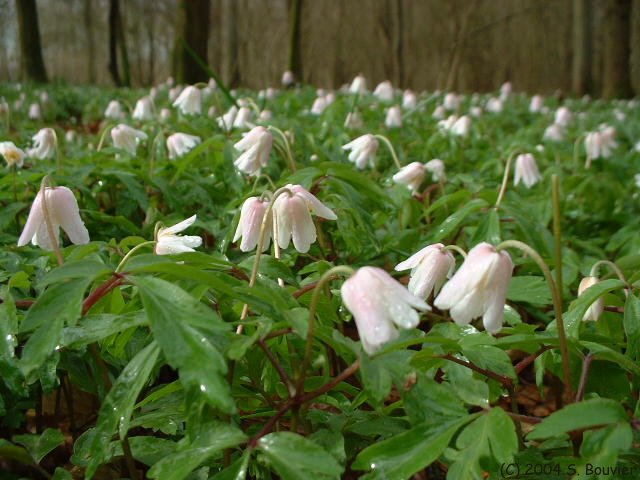 Fleurs blanches