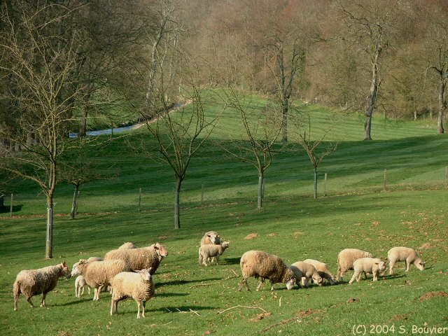 Lammerville (Moutons)