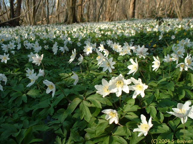 Fleurs blanches (1)