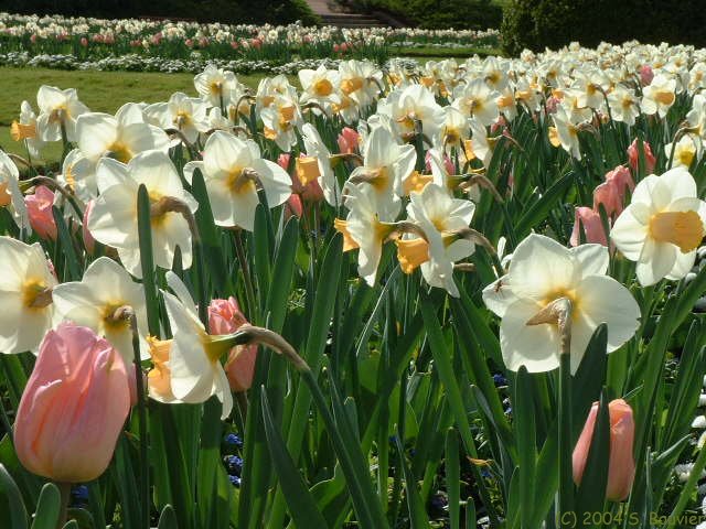Jardin des Plantes (3)