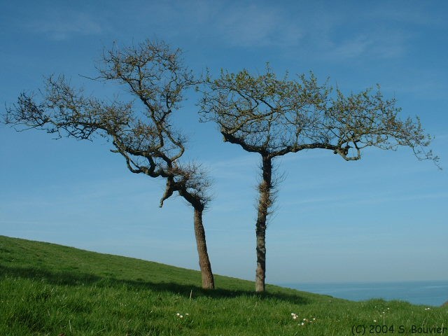 Deux Arbres