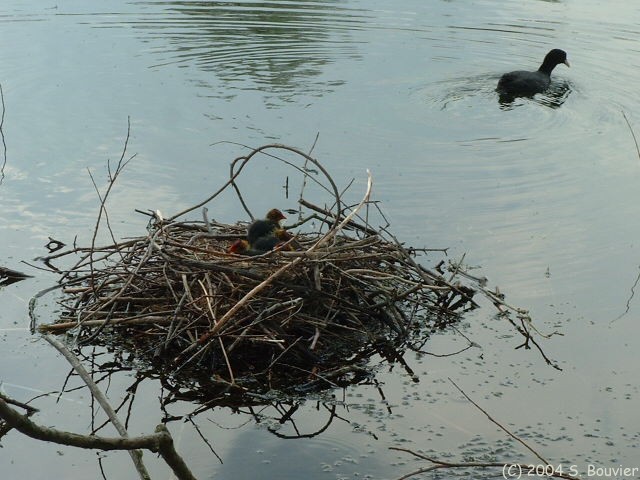 Poussins