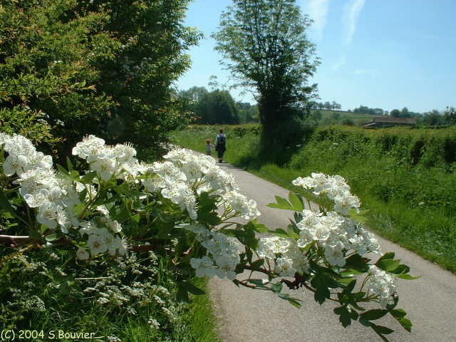 Aubépine
