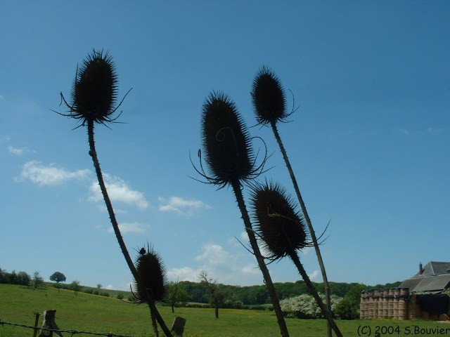 Cinq Chardons