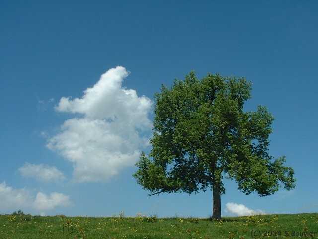 L'Arbre et le Nuage