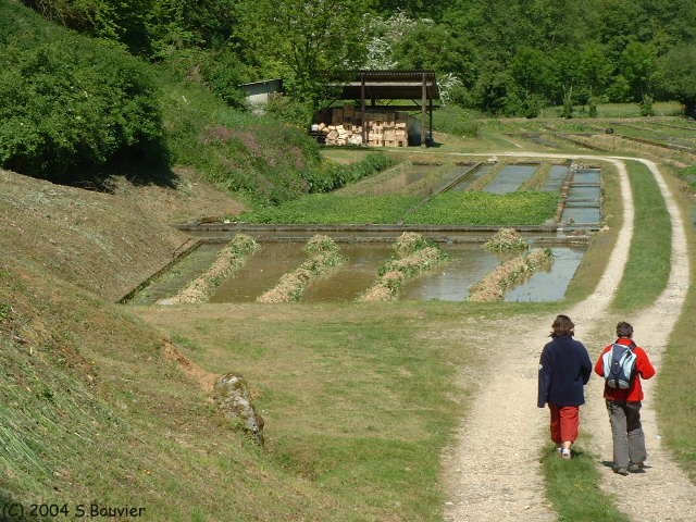 Cressonnières