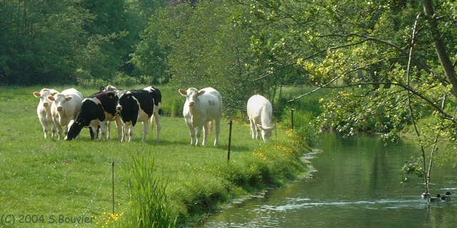 Songeons (Vaches)