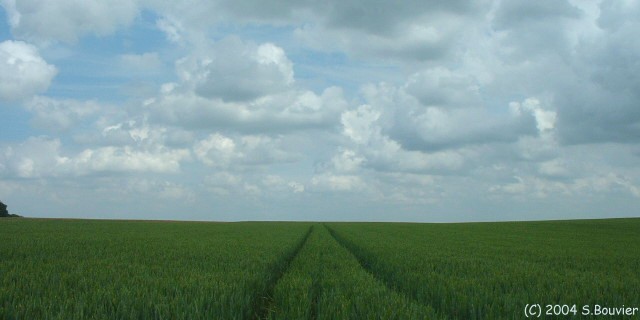 Champ de Blé