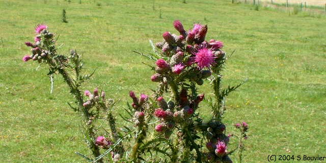 Chardons en Fleurs