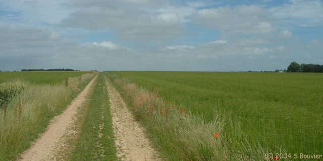 Champs de Lin