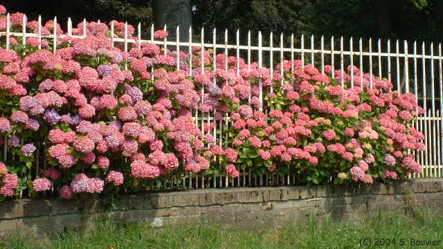 Baromesnil (Hortensias)